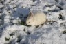 Lapin - Durbuy Comme à la ferme